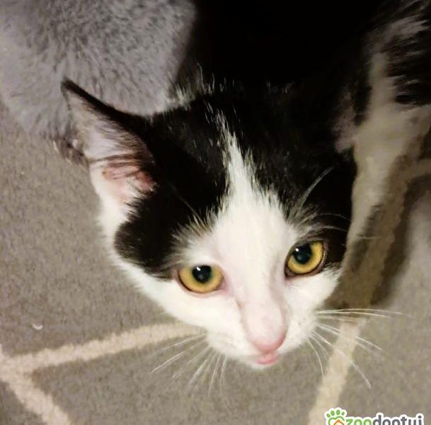 PIANKA - super kicia szuka domu