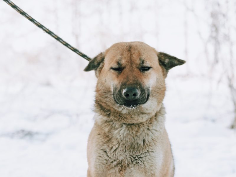 Doris - niekonfliktowa, wesoła sunia szuka domu!