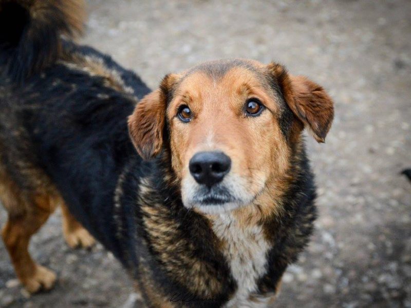 Kapral - przyjazny, wesoły psiak szuka domu!