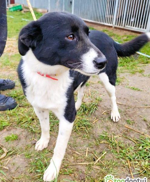 OLAF - cudowny, piękny psiak szuka domu