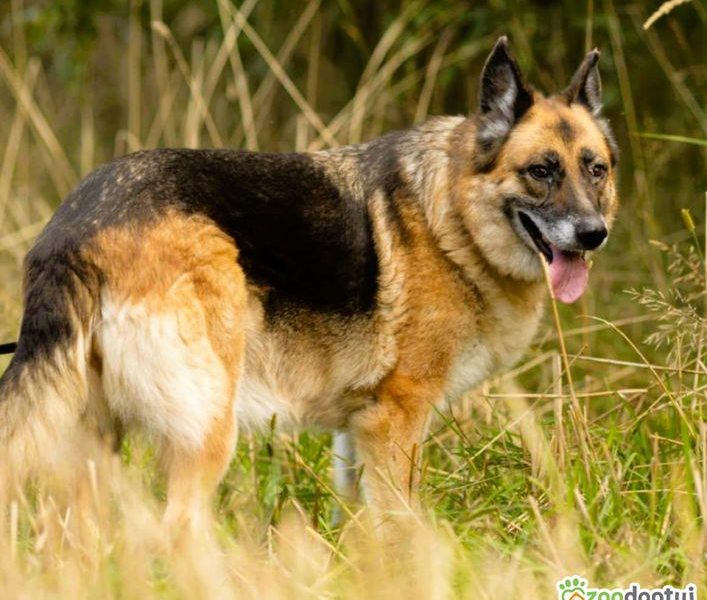 LULU - kochana sunia w typie owczarka za kratami, URATUJ!