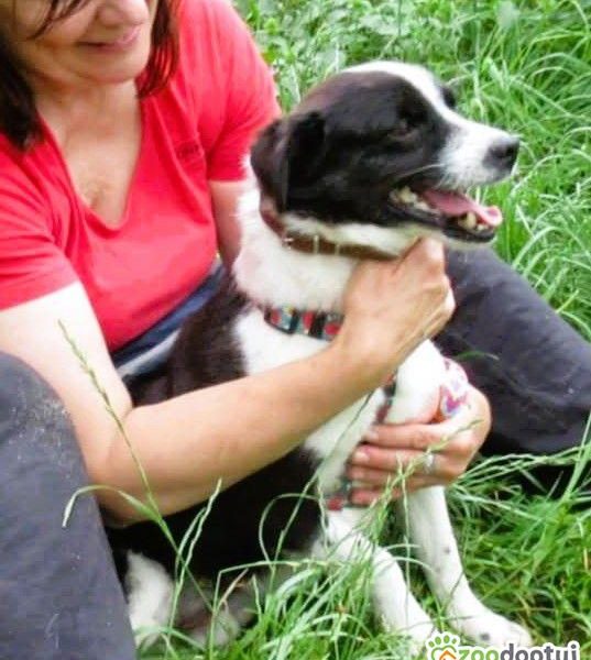 RINO - mały, kochany psiak szuka super domu