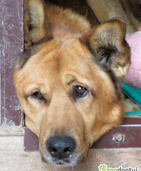 TUPTUŚ - zapomniany przez wszystkich, kochany psiak do adopc