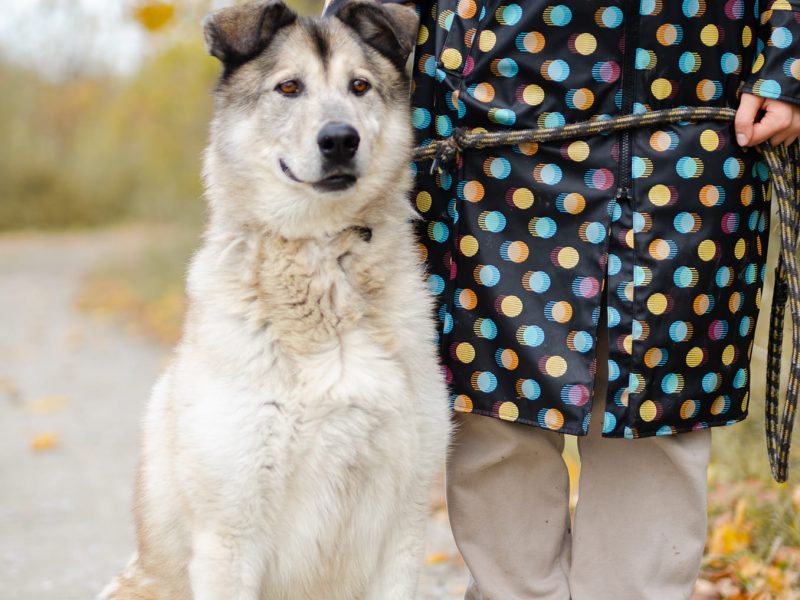 Chase - cudowny wielkolud szuka domu!