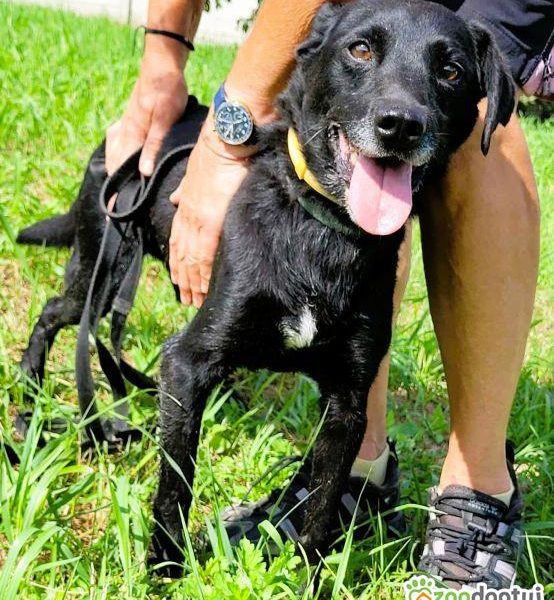 GRZEŚ - czarny, zwykły, prosi o dom