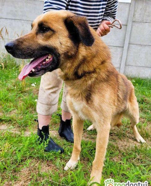 KUBUŚ - zaniedbany, kochany pro ludzki psiak do adopcji