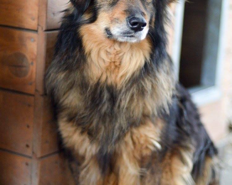 Wyjątkowy Robin szuka wyjątkowego domu