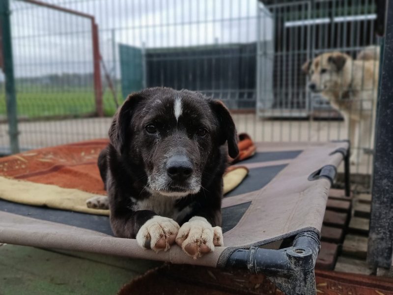 Wania - kochany psiak szuka domu!
