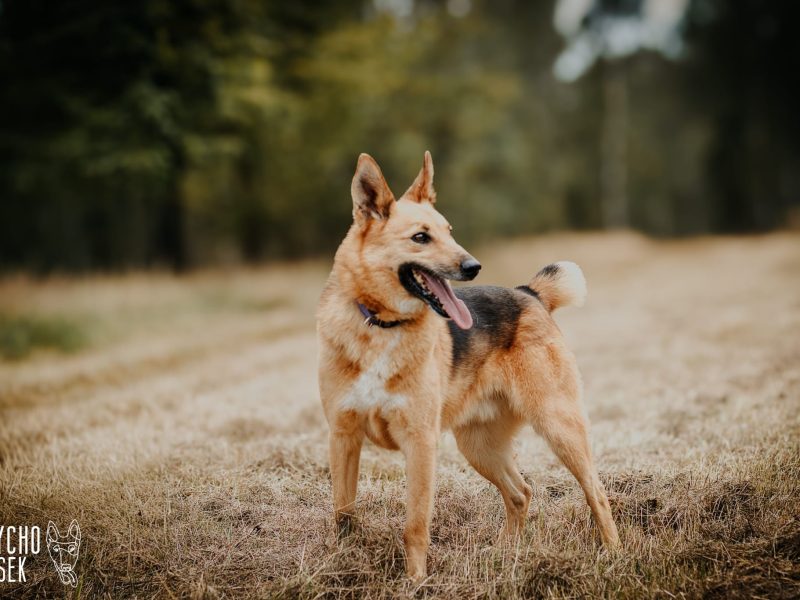 Piękny psiak Fox szuka domu!