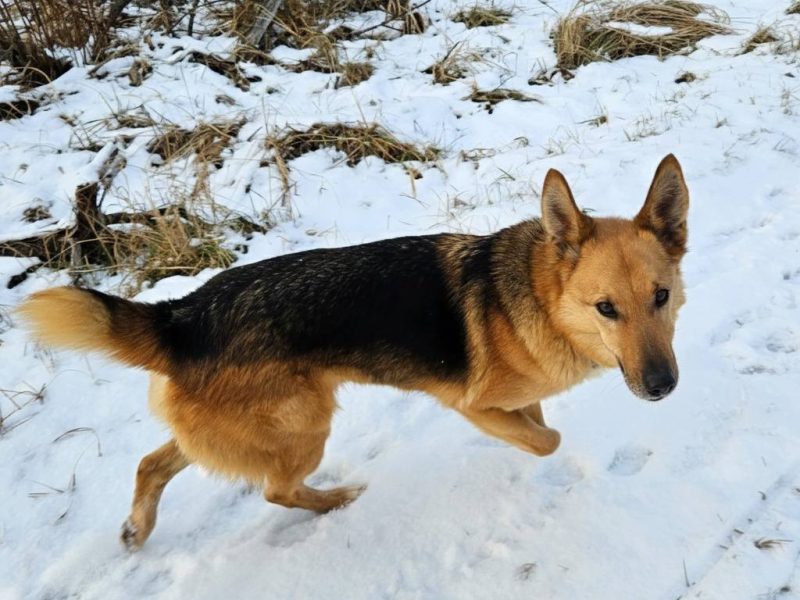 Piękny psiak Fox szuka domu!