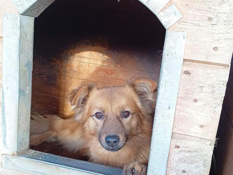 Fauna - nieduża, delikatna sunia szuka domu!