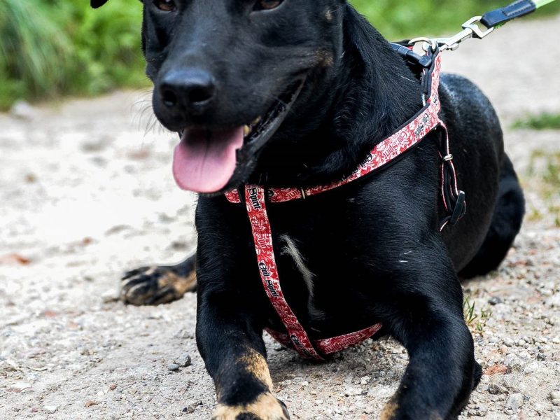 Bambo - wesoły, pełen życia, grzeczny psiak!