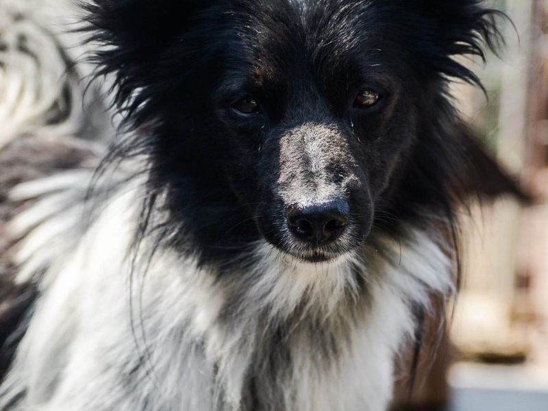 Pędzel - przecudny, niewielki psiak szuka domu!