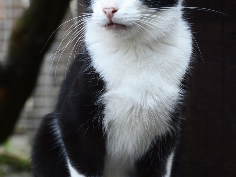 Dany - domowy, wychowany, wesoły kotek!