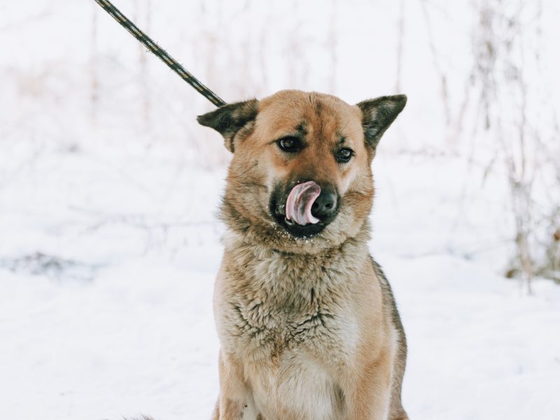 Doris - niekonfliktowa, wesoła sunia szuka domu!