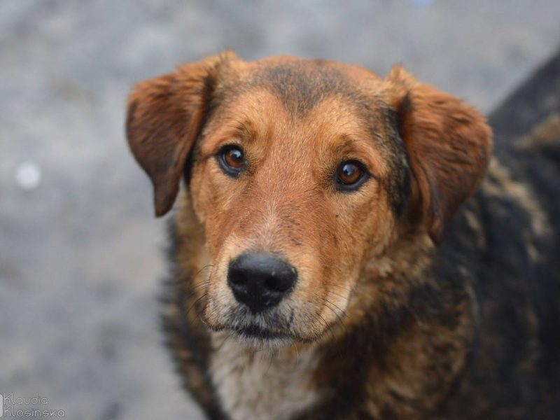 Kapral - przyjazny, wesoły psiak szuka domu!