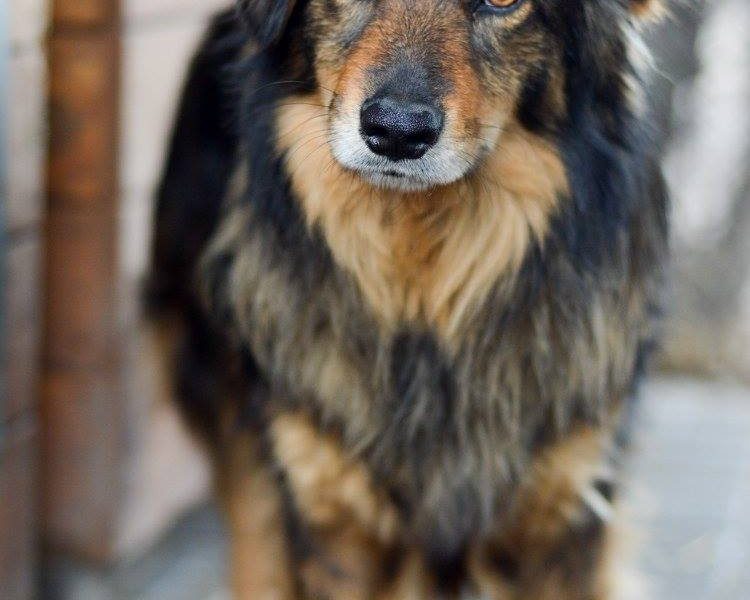 Wyjątkowy Robin szuka wyjątkowego domu