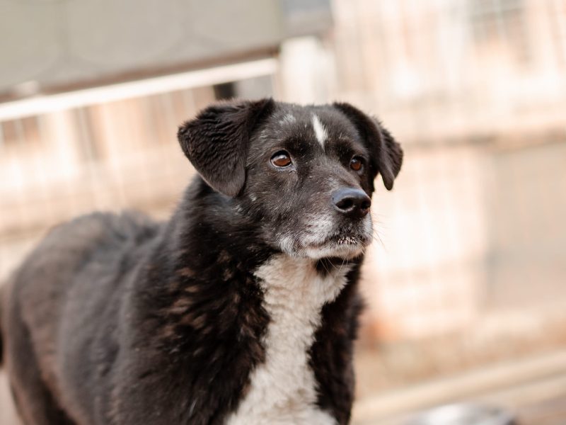 Wania - kochany psiak szuka domu!