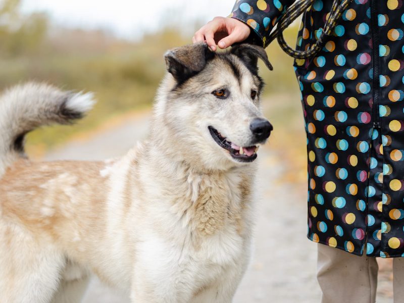 Chase - cudowny wielkolud szuka domu!