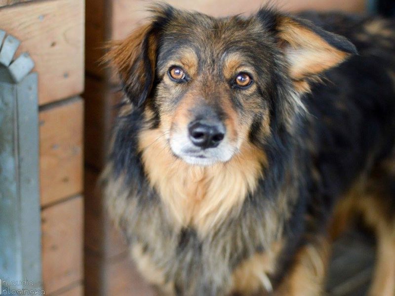 Wyjątkowy Robin szuka wyjątkowego domu