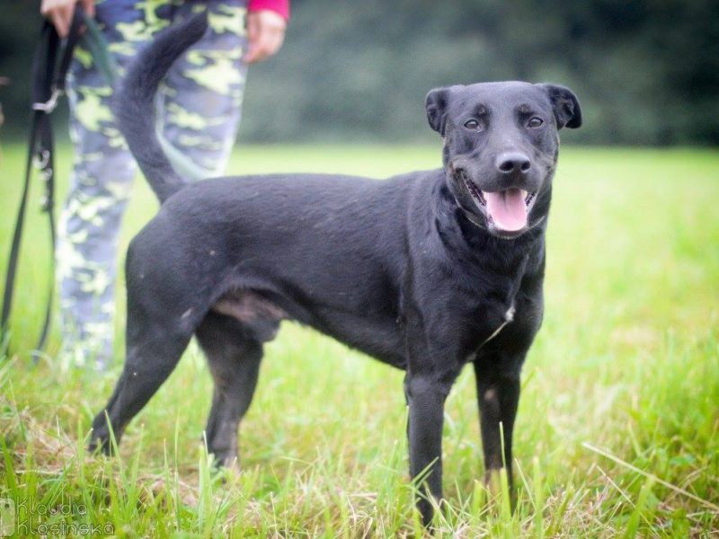Bambo - wesoły, pełen życia, grzeczny psiak!