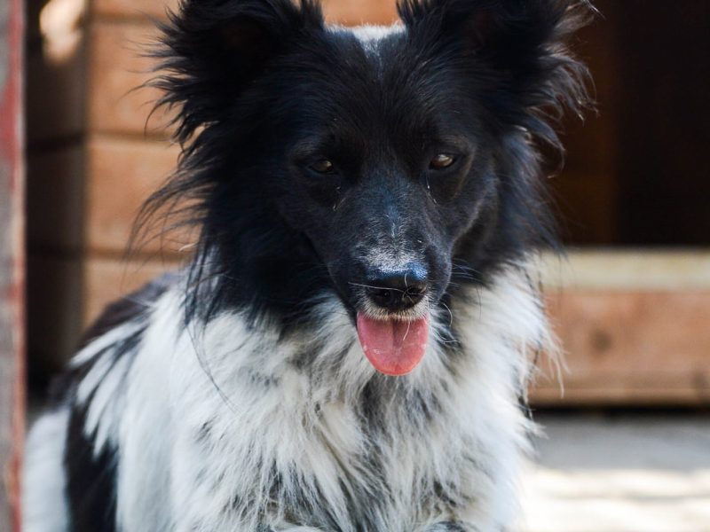 Pędzel - przecudny, niewielki psiak szuka domu!