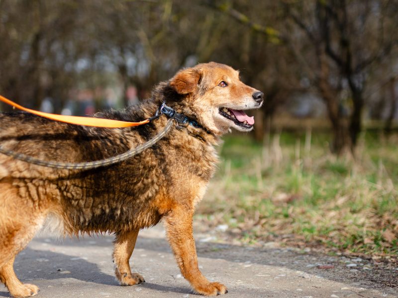 Kapral - przyjazny, wesoły psiak szuka domu!
