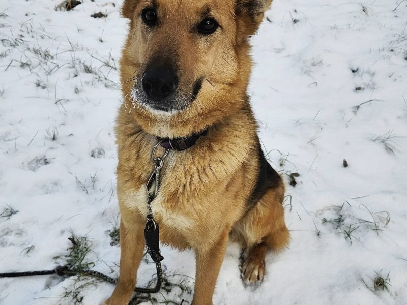 Piękny psiak Fox szuka domu!
