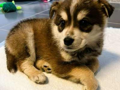 NUKI - śliczny, kochany szczeniaczek szuka dobrego domu