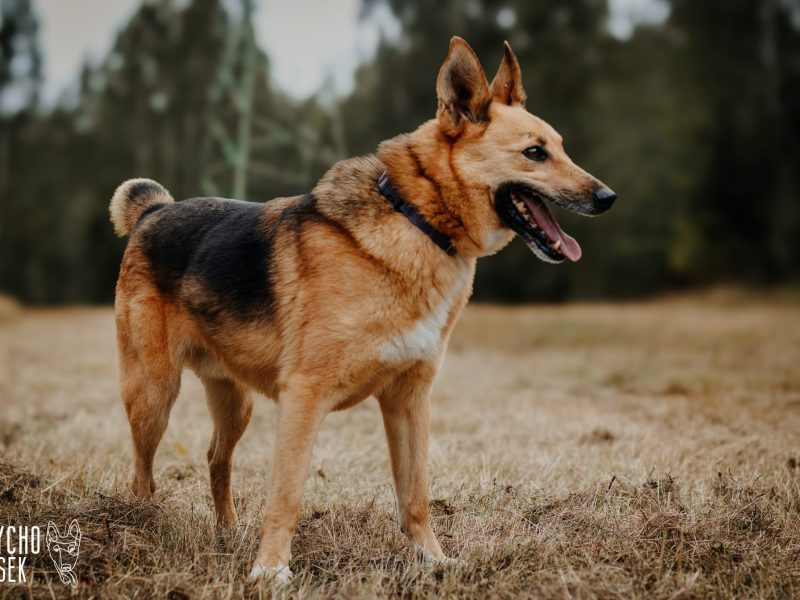Piękny psiak Fox szuka domu!