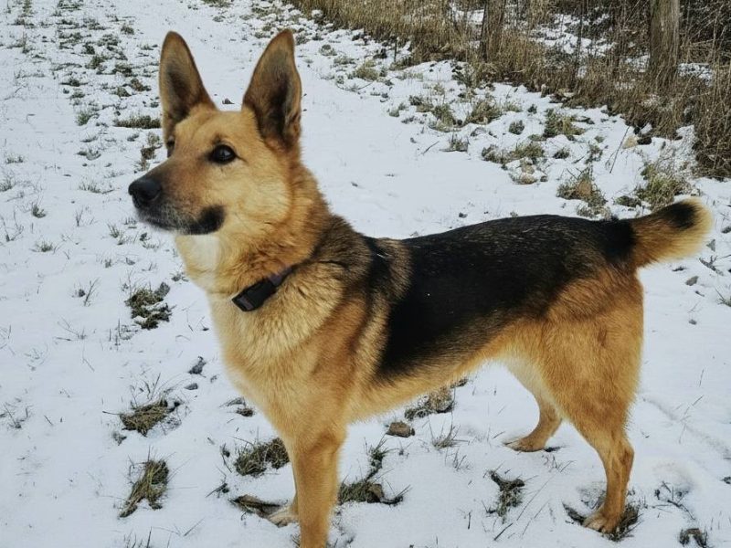 Piękny psiak Fox szuka domu!