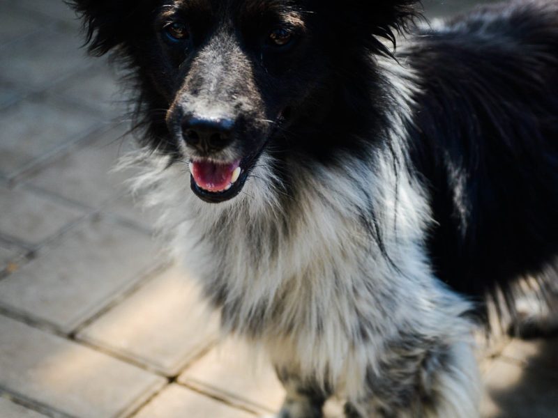 Pędzel - przecudny, niewielki psiak szuka domu!