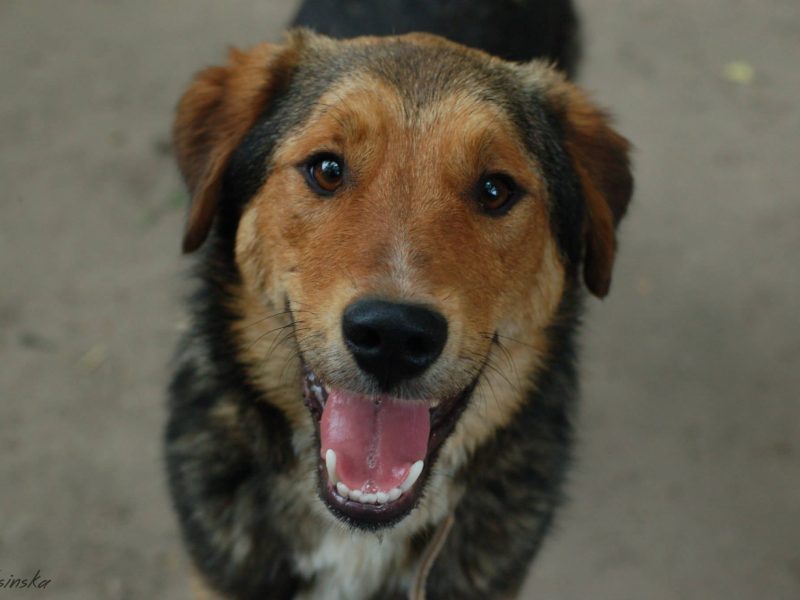 Kapral - przyjazny, wesoły psiak szuka domu!