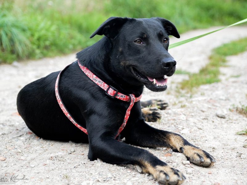 Bambo - wesoły, pełen życia, grzeczny psiak!