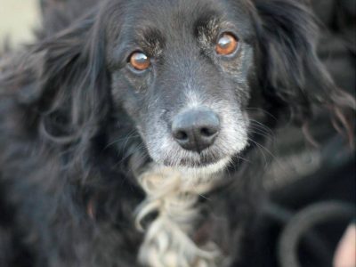 Seniorka Dziunia szuka domu!