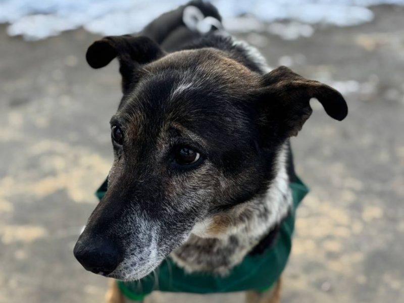 Psia seniorka Kora szuka domu!