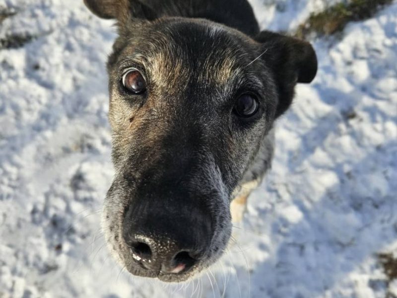 Psia seniorka Kora szuka domu!