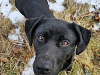 NUTKA – czarna iskierka szuka domu