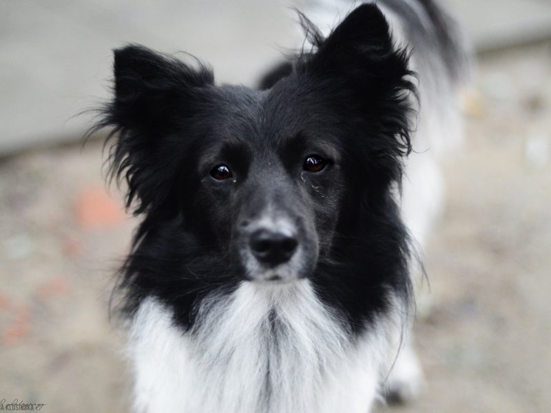 Pędzel - przecudny, niewielki psiak szuka domu!