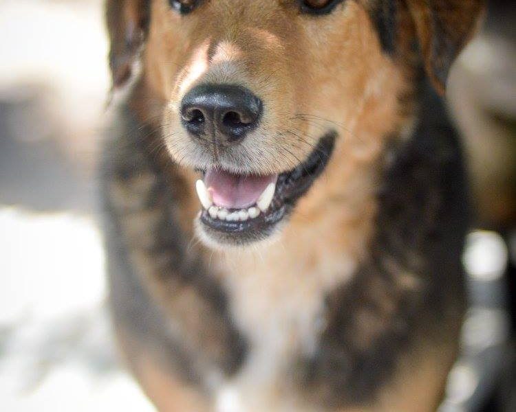 Kapral - przyjazny, wesoły psiak szuka domu!