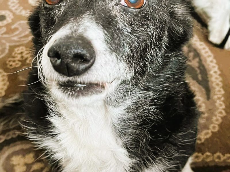 KULKA - kochana, mała sunia szuka pilnie domu