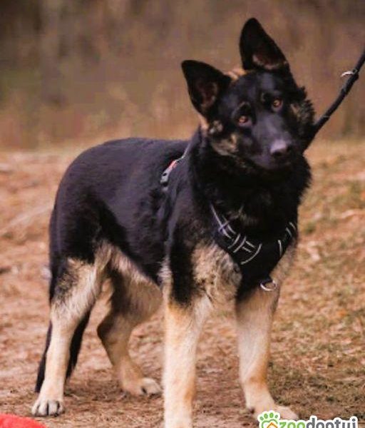 NERO - 9 miesięczny, piękny owczarek szuka najlepszego domu