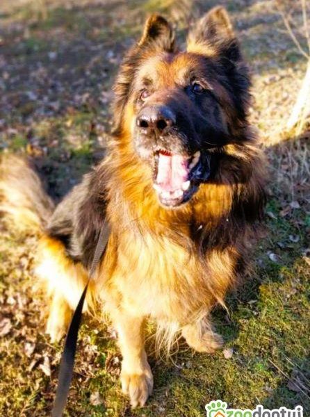 RAMBO - piękny, owczarek długowłosy szuka domu