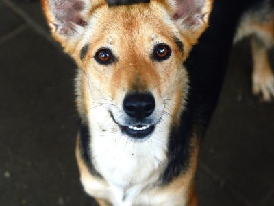 Niewielka Zuzia, młoda i wesoła sunia do pokochania