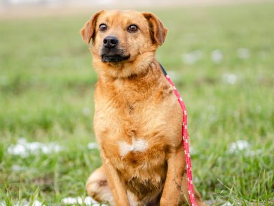 Cudowny, nieduży Rożek szuka domu! Czy wydarzy się cud…?