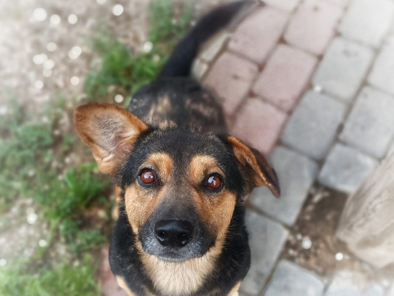 Niskopodłogowy, łagodny Baloo szuka domu!