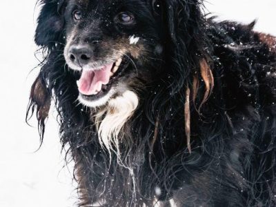 DREDZIK - czarny, zwykły, pospolity? Super psiak szuka domu