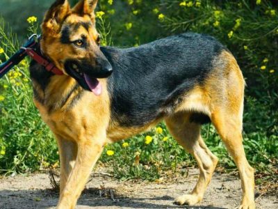 NIKA - cudowna, wrażliwa sunia szuka super domu