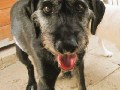 BRÓDKA - cudna sunia w typie mini wyżła szuka domu