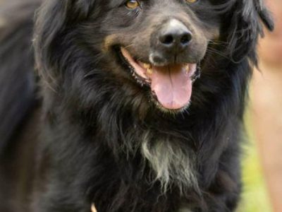 MORUSEK - cudowny psiak szuka najlepszego domu